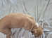 Kc registered whippet puppies