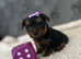 4 beautiful mini Yorkshire terrier girls