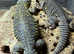 Geyri Uromastyx (Pair) unrelated.