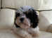 Stunning boy cavapoo for sale
