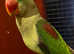 Stunning young alexandrine parrot