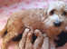 Miniature Labradoodle puppies