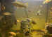 Malawi cichlids