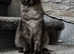 TICA Registered Maine Coon girls