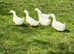 Pekin Ducklings hatching 9th May