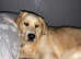 Golden retriever puppies