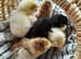 Day old Pekin Bantam chicks