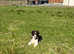 Collie pups brown/white