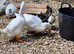 Aylsbury ducks