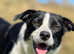 Border Collie Puppies