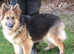 Kcreg blue and tan long coat German shepherd