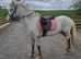 Superstar pony club pony