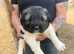 3 beautiful female Caucasian Shepherd puppies