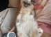 Beautiful blue mitted female ragdoll