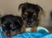Two boys and one girl available