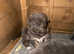 Blue German shepherd puppies