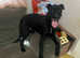 greyhound cross bedlington terrier
