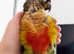 Baby hand reared yellow sided conure talking parrot
