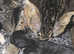 F5 SAVANNAH KITTENS. 2 LEFT