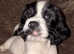 Stunning English Springer Spaniel Pup