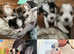 Beautiful Biewer Terrier puppies - Lovely & Rare