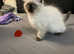 Ragdoll kittens