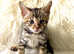 Beautiful Savannah Bengal Hybrid