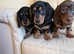 Gorgeous Dachshund puppies