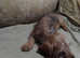 Lovely miniature Dachshunds