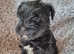 Stunning littler Miniature Schnauzer