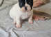 3 boy 3 girl French bulldogs