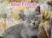 5 British shorthair kittens for sale