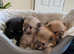 Beautiful colored Pomeranians