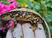 Young male crested geckos