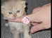 GCCF REGISTERED BRITISH LONGHAIR KITTEN