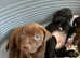 Lab x puppies