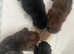 Beautiful Cairn Terrier x Jack Russell puppies