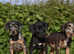 Unique hybrid dobermann puppies