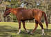 16.3hh chestnut gelding 9yrs old
