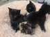 4 kittens 10 week old