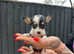 **Beautiful Chihuahua X jack Russel puppies**