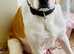 English Foxhound
