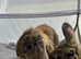 Adorable 8-Week-Old Holland Lop Bunnies - Ready for a Loving Home!