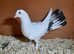 4 fantails