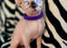Last girl sphynx left with vaccination