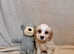 Viewings Welcome! 3 Remaining - Cavachon Puppies