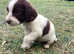Last boy spaniel pup