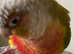 Pineapple Conure parrot hand reared tame