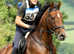 16.2hh Sports mare for full long term loan