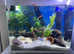 3 Beautiful female Betta, 1 pleco + Set up
